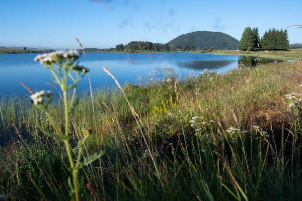 Bon cadeau stage photo Auvergne – Image 2