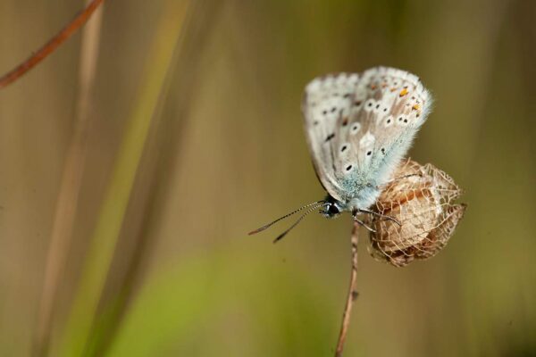 Stage photo macro "Fleurs et insectes" – Image 2